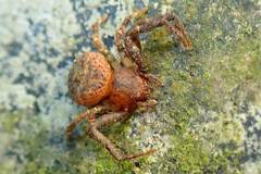 Pycnaxis