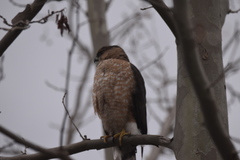 Accipiter cooperii