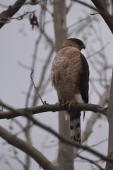 Accipiter cooperii