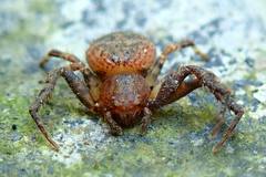 Pycnaxis