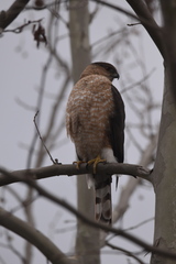 Accipiter cooperii