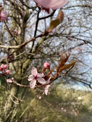 Prunus cerasifera pissardii