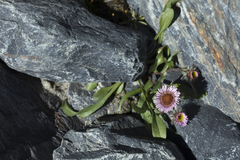 Erigeron eriocalyx