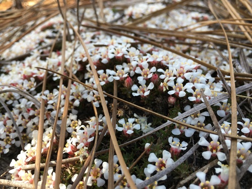 Littleleaf pixiemoss (Pyxidanthera brevifolia)