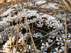Pyxidanthera brevifolia