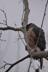 Accipiter cooperii