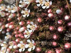 Pyxidanthera brevifolia