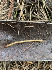 Dicellophilus limatus