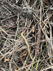 Dicellophilus limatus