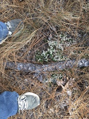 Pyxidanthera brevifolia