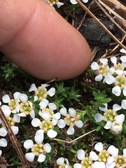 Pyxidanthera brevifolia
