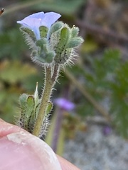 Phacelia stellaris