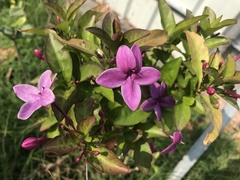 Pseuderanthemum laxiflorum