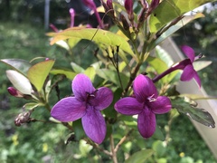 Pseuderanthemum laxiflorum