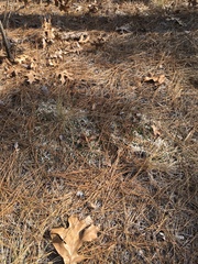 Pyxidanthera brevifolia