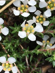 Pyxidanthera brevifolia