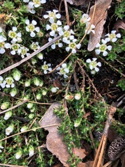 Pyxidanthera brevifolia