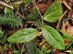 Cavendishia axillaris