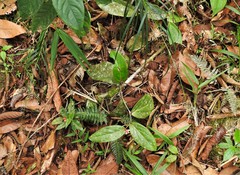 Cavendishia axillaris