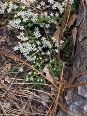 Pyxidanthera brevifolia