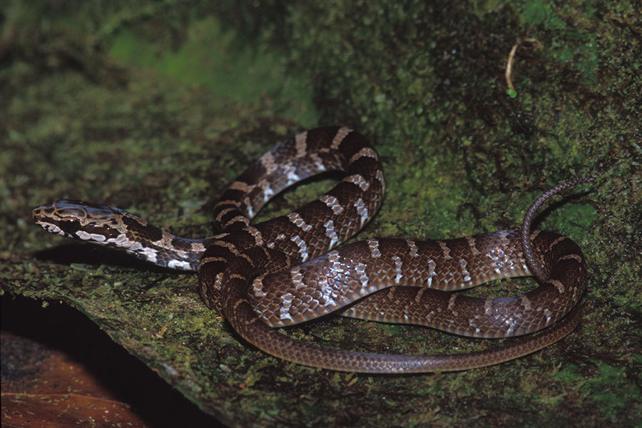 Salmon-bellied Racer (Mastigodryas melanolomus) - Snakes and Lizards