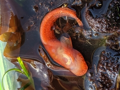 Liparis mucosus