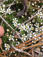 Pyxidanthera brevifolia
