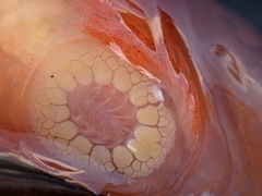 Liparis mucosus