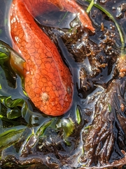 Liparis mucosus