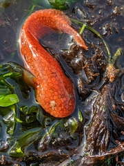 Liparis mucosus