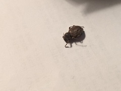 Craniotus pubescens