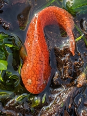 Liparis mucosus