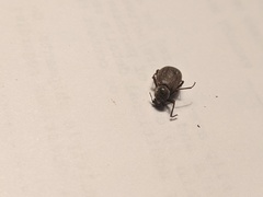 Craniotus pubescens