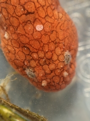 Liparis mucosus