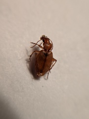 Tetragonoderus pallidus