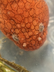 Liparis mucosus