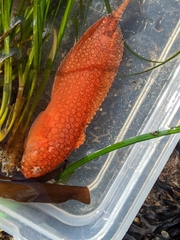 Liparis mucosus