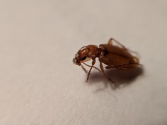 Tetragonoderus pallidus