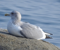 Larus