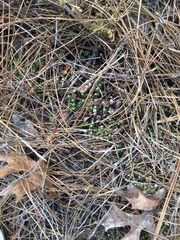 Pyxidanthera brevifolia