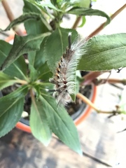 Lepidoptera