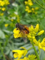 Eristalis bogotensis