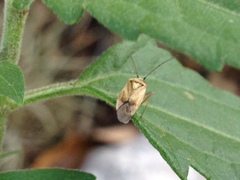Polymerus