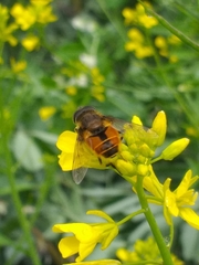 Eristalis bogotensis