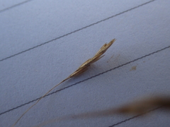 Deschampsia media