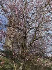 Prunus cerasifera pissardii