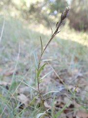 Centaurea jacea timbalii
