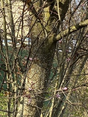 Prunus cerasifera pissardii