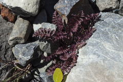 Pedicularis anthemifolia