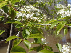 Crataegus spathulata